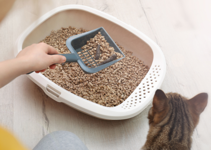 Cat Litter